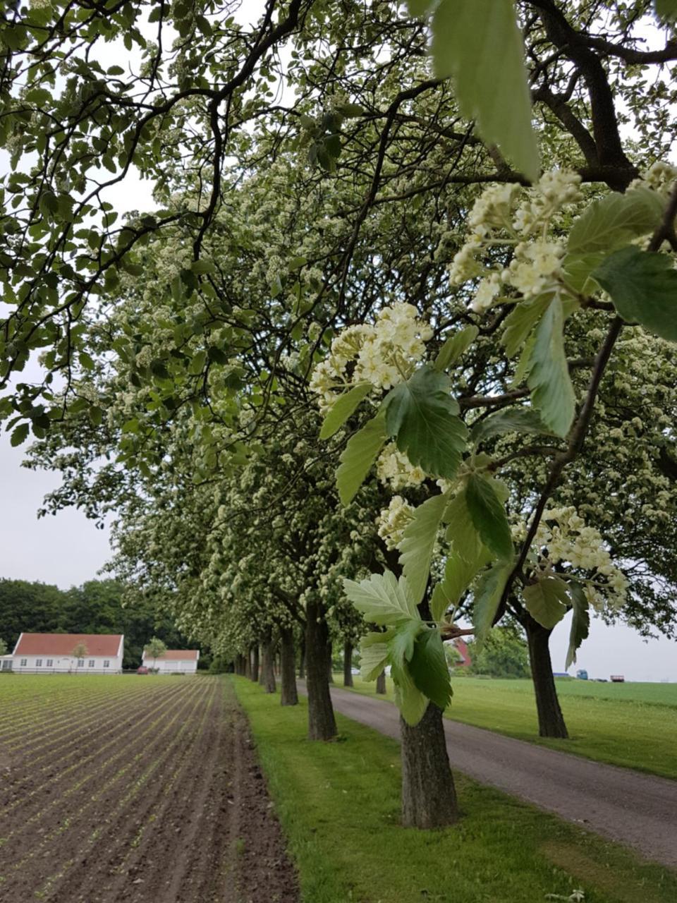 Wirketorp Countryside Hotel Kävlinge Kültér fotó